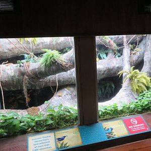 Blue Dacnis/Purple Honeycreeper Exhibit