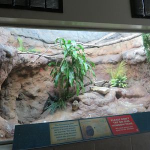 Burrowing Owl Exhibit