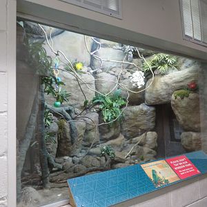 Blue-crowned Hanging Parrot Exhibit