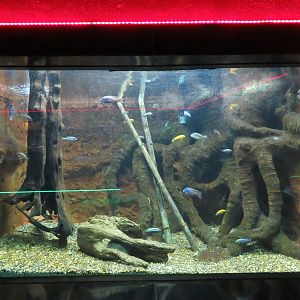 African Cichlid Tank