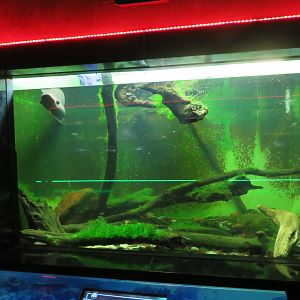 Electric Eel Tank