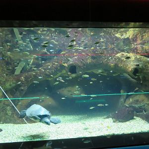 Fly River Turtle/Australian Lungfish Tank