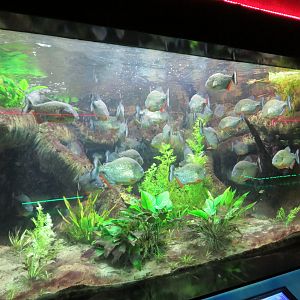 Caribe/Black Spot Piranha Tank