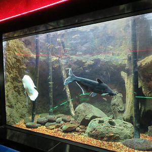 Giant Gourami/Iridescent Shark Tank