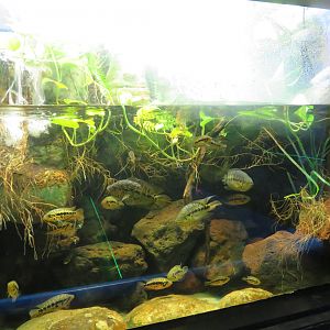 Loiselle's Cichlid Tank