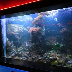 Reef Tank