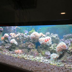 Aquarium Entrance - Small Reef Tank