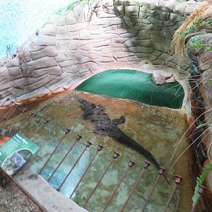 American Alligator Grotto