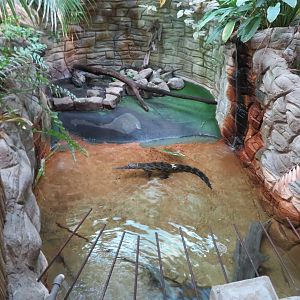 Slender-snouted Crocodile Grotto