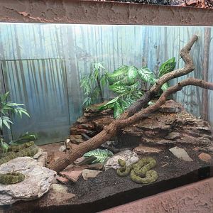 Mangshan Pitviper Tank