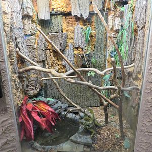 Philippine Sailfin Lizard Tank