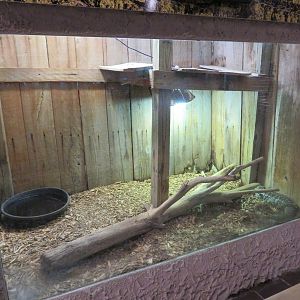 Argentine Black-and-white Tegu Exhibit