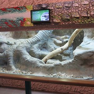 Komodo Dragon Exhibit