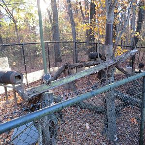 Teton Trek - Porcupine Exhibit