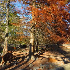 Bongo/Red River Hog Yard