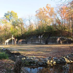 Giraffe Yard
