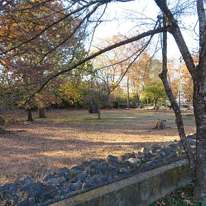 Bongo/Red River Hog Yard