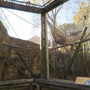 Lesser Spot-nosed Guenon Exhibit
