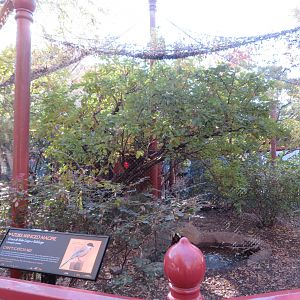 Azure-winged Magpie Aviary