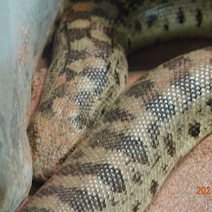Tartar Sand Boa (Eryx miliaris)