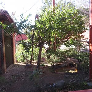 Mixed East Asian Aviary