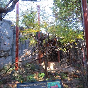 Temminck's Tragopan Aviary