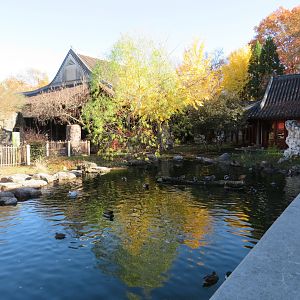 CHINA - Waterfowl Pond