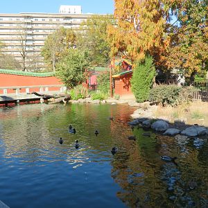 CHINA - Waterfowl Pond