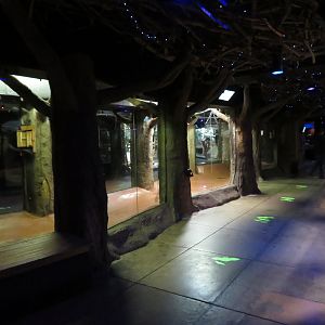 Animals of the Night Interior/Bat Exhibit