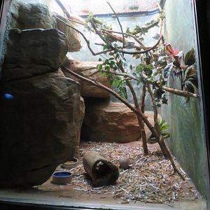 Three-banded Armadillo Exhibit