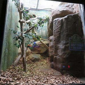 Potto Exhibit