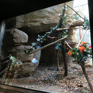 Kinkajou Exhibit