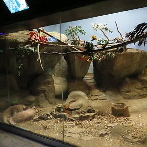 Aardvark/Galago Exhibit