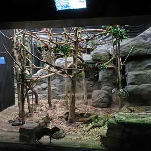 Bear Cuscus/Agouti/Wombat Exhibit