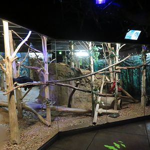 Binturong Exhibit