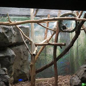 Tamandua Exhibit