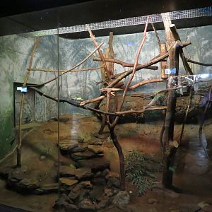 Prehensile-tailed Porcupine Exhibit
