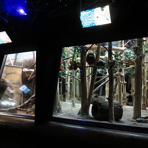 Civet and Genet Exhibits