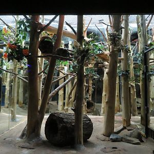 Banded Palm Civet Exhibit