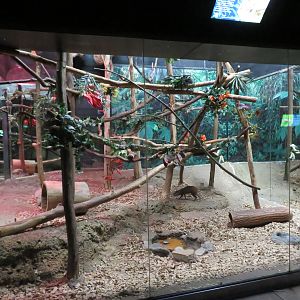 Agouti/Sloth/Armadillo Exhibit
