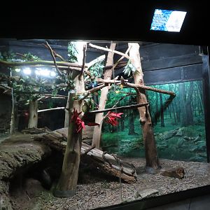 Crested Porcupine Exhibit