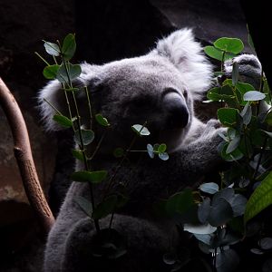 Queensland Koala, Edinburgh Zoo