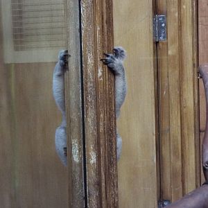 Spot the Queensland Koala, Part 1