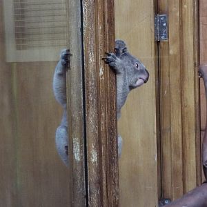 Spot the Queensland Koala, Part 2