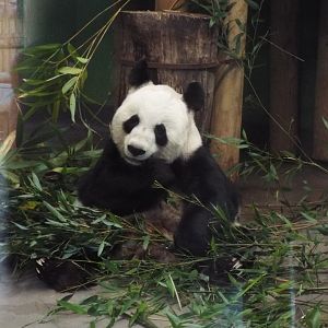 Giant Panda, Edinburgh Zoo