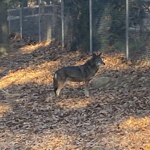 Red wolf 12/13/21