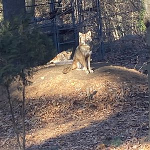 Red Wolves 12/13/21