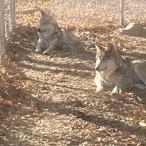 Mexican Grey Wolves 12/13/21