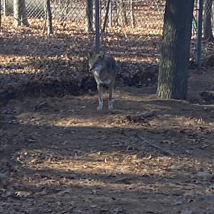 Red Wolf 12/13/21