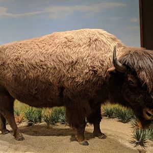 American bison (Bison bison)
